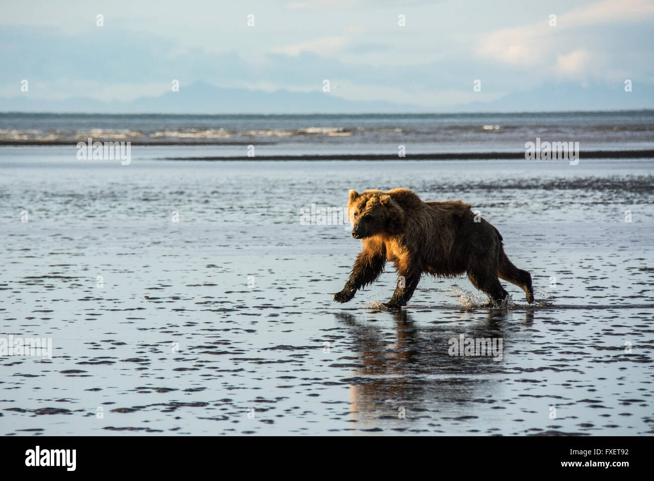 Adult Wild Grizzly Bear, Ursus arctos, running across the tidal flats of the Cook Inlet, Alaska, USA Stock Photo