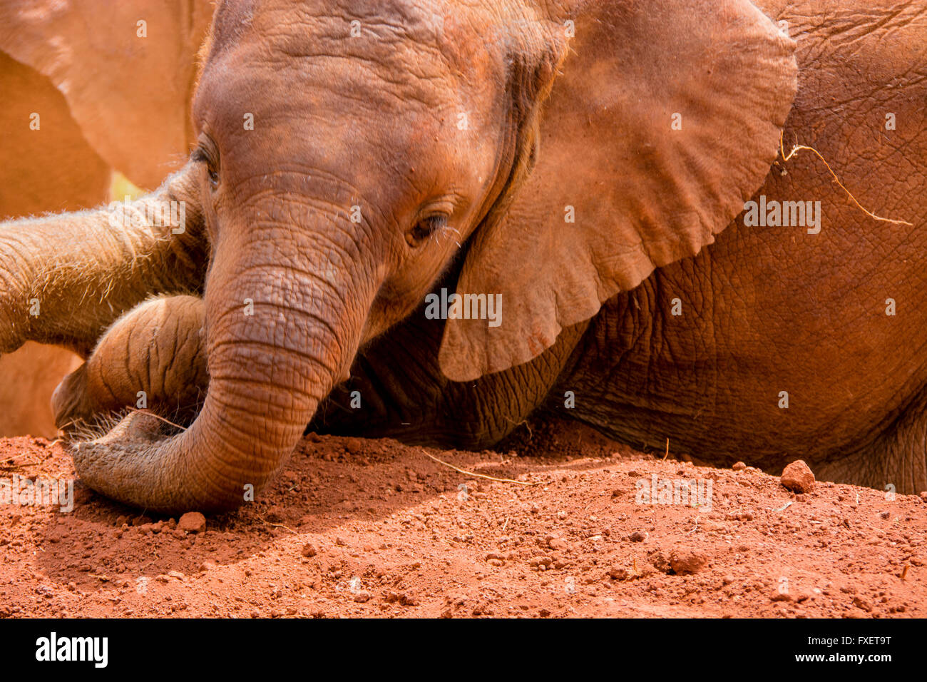 Cute Orphan Baby Elephant, Loxodonta africana, taking a dust bath at