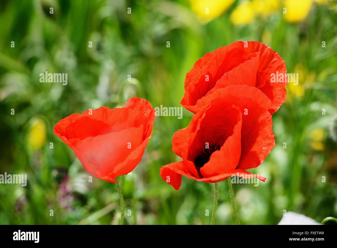 Red flowers on vivid green background on a sunny day Stock Photo