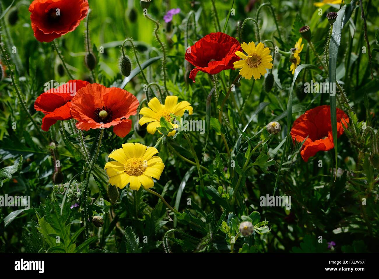 Poppy and yellow flowers amid grass Stock Photo
