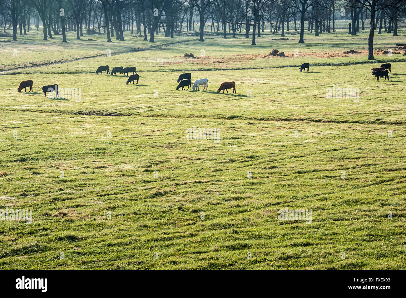 Cattle grazing in the early morning near Bartlesville, Oklahoma, USA. Stock Photo