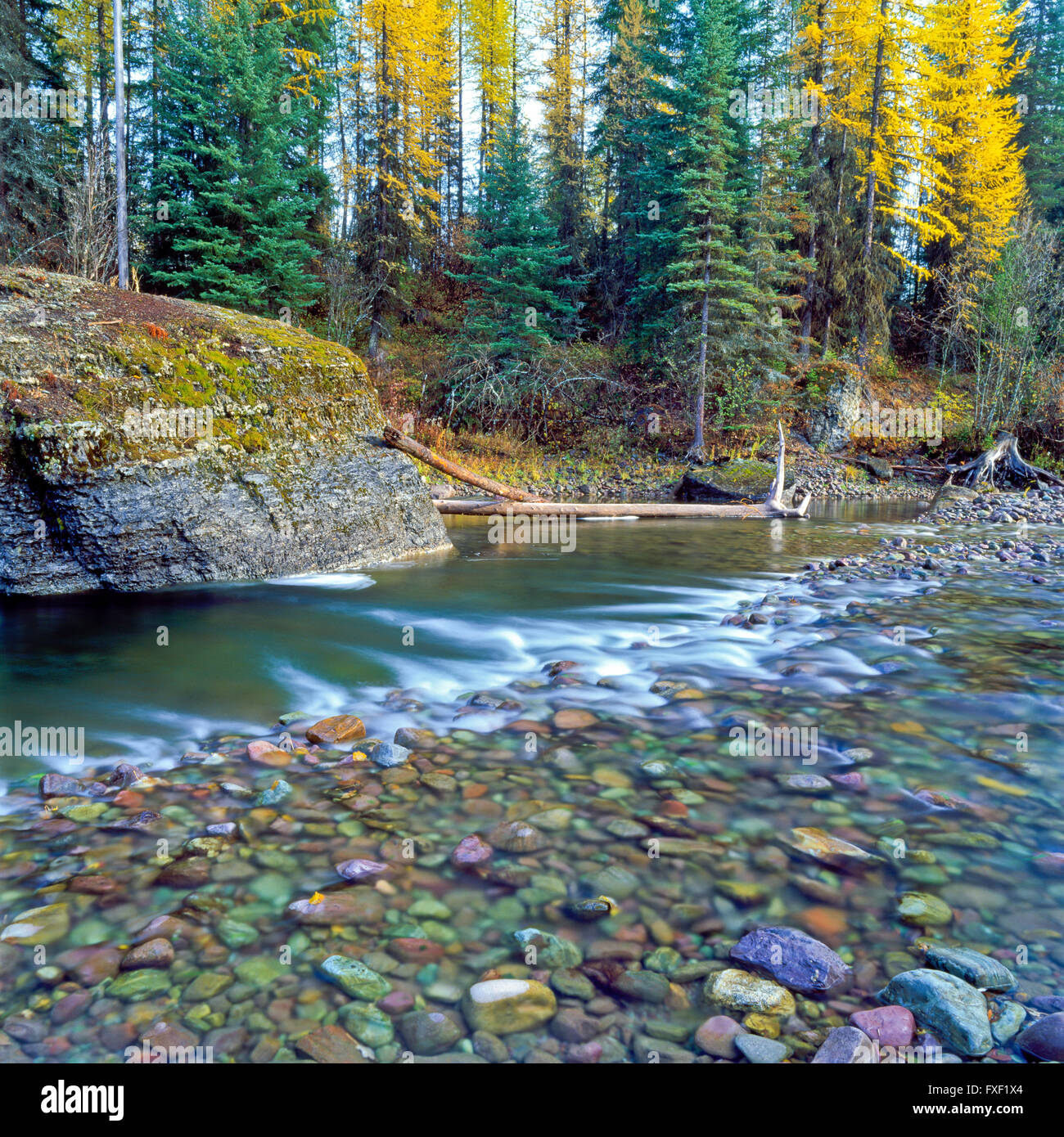 glacier creek in the swan valley near condon, montana Stock Photo Alamy