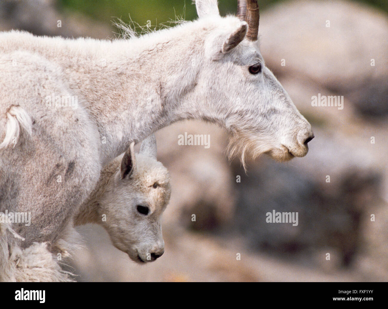 mountain goat nanny and kid in glacier national park, montana Stock ...