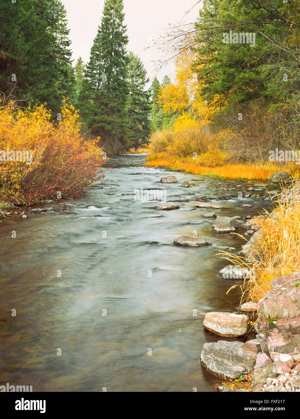 fall colors along placid creek below placid lake in the clearwater river drainage near seeley lake, montana Stock Photo