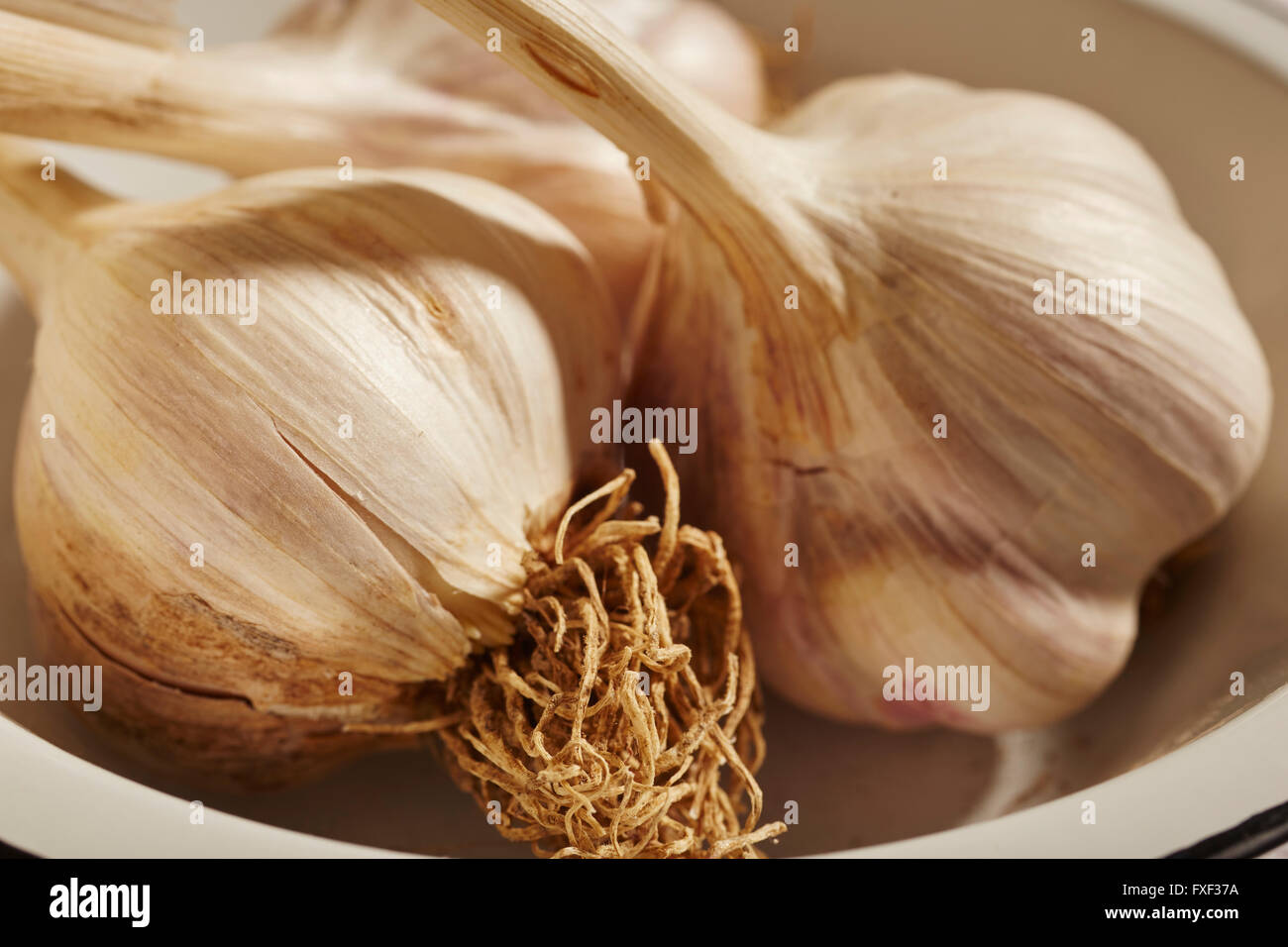 Whole heads of fresh hard necked garlic Stock Photo Alamy