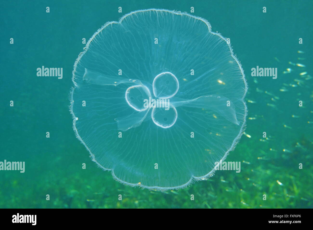 A moon jellyfish, Aurelia aurita, transparent creature underwater, Caribbean sea Stock Photo