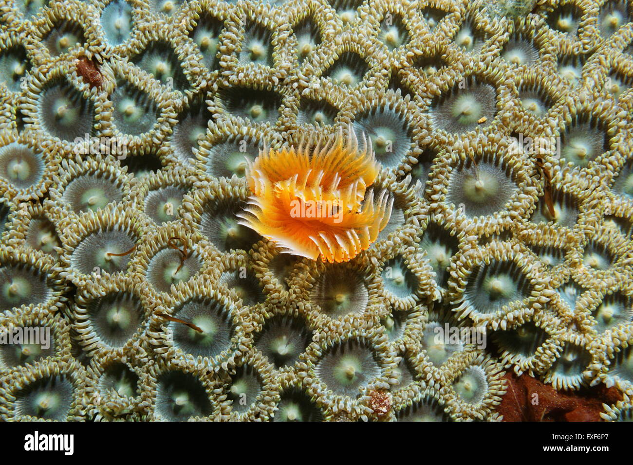 A red-spotted horseshoe worm surrounded by mat zoanthids, underwater marine life of the Caribbean sea Stock Photo