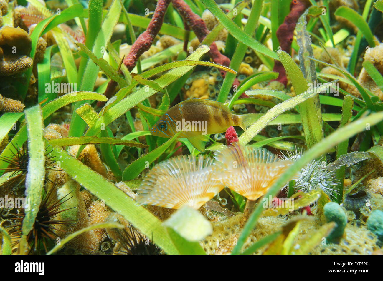 A barred hamlet fish, Hypoplectrus puella, underwater with marine life