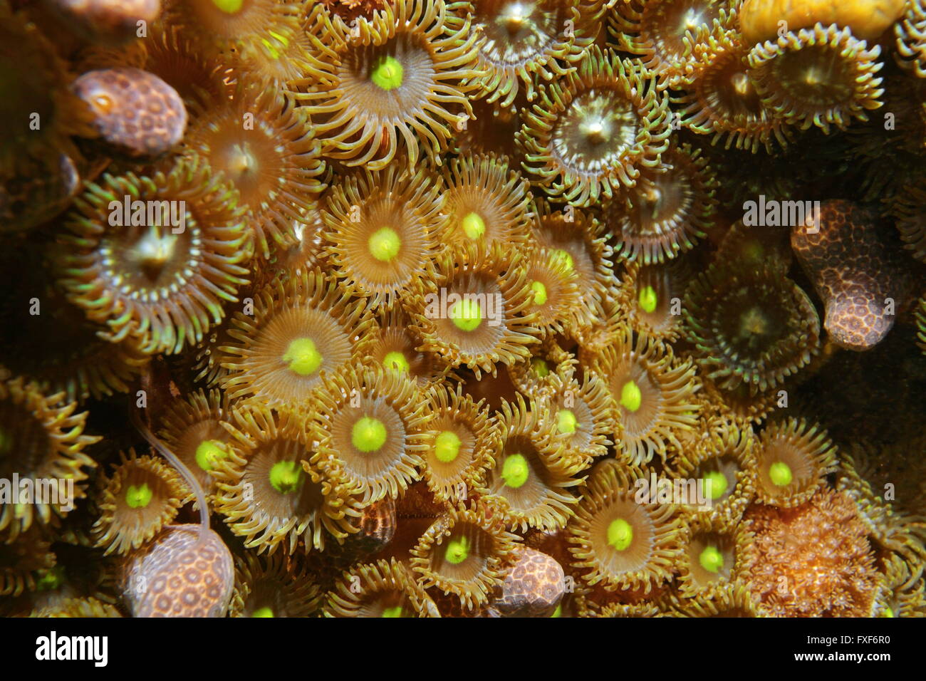 Colony of mat zoanthids, Zoanthus pulchellus, close up, underwater marine life, Caribbean sea Stock Photo