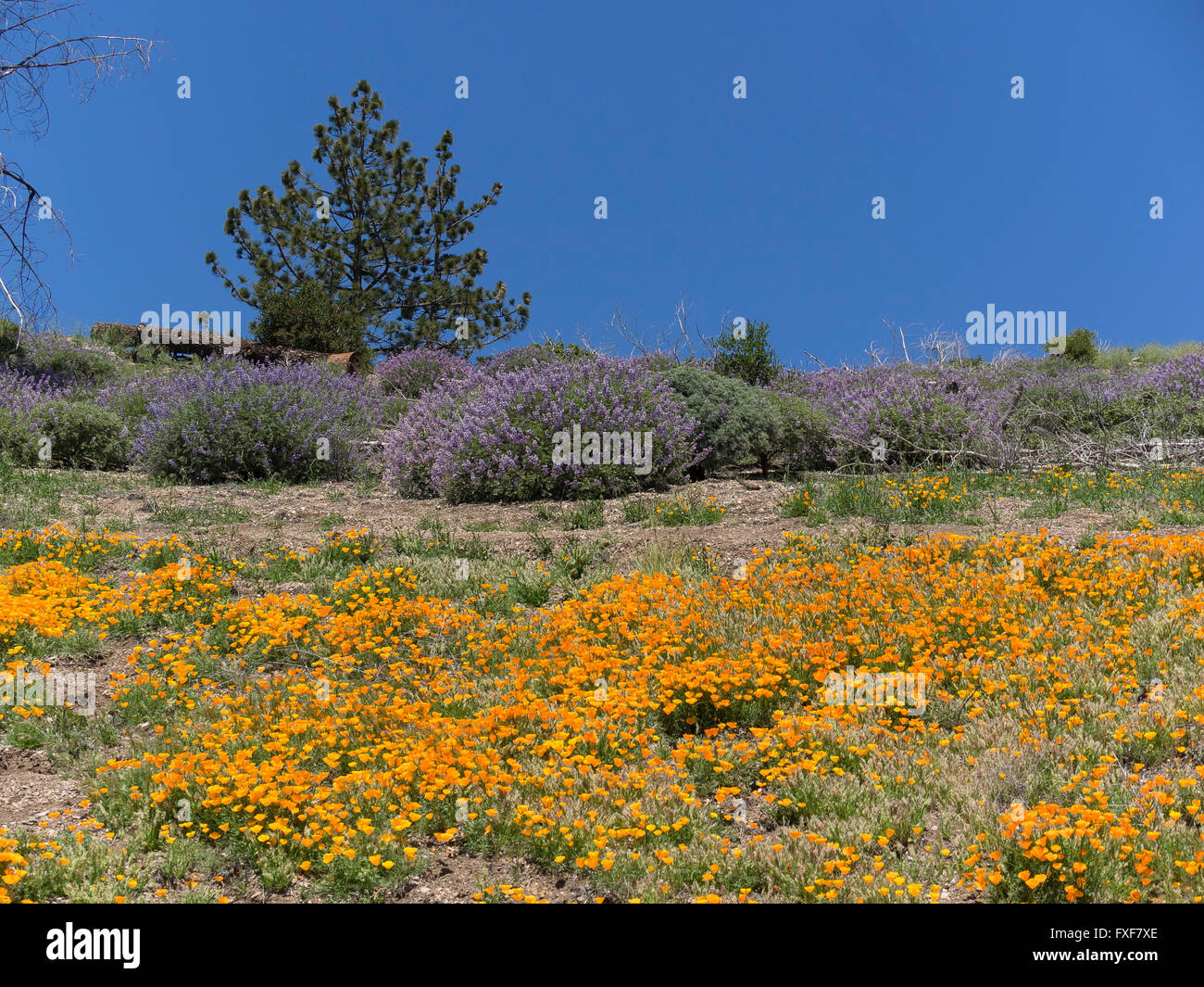 Wildflowers Figueroa Mountain Santa Ynez High Resolution Stock