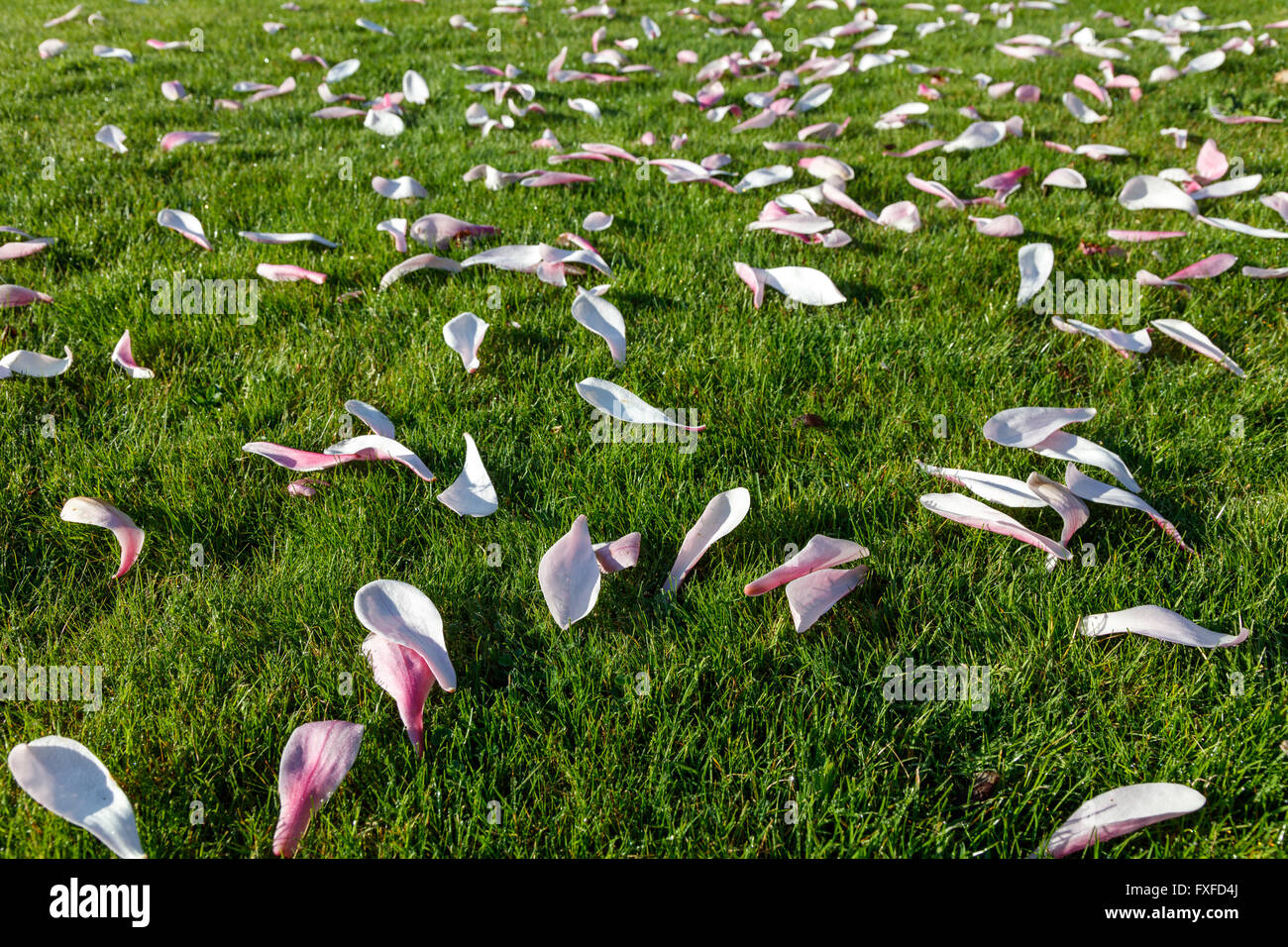 Magnolia flower petals on the green lawn Stock Photo