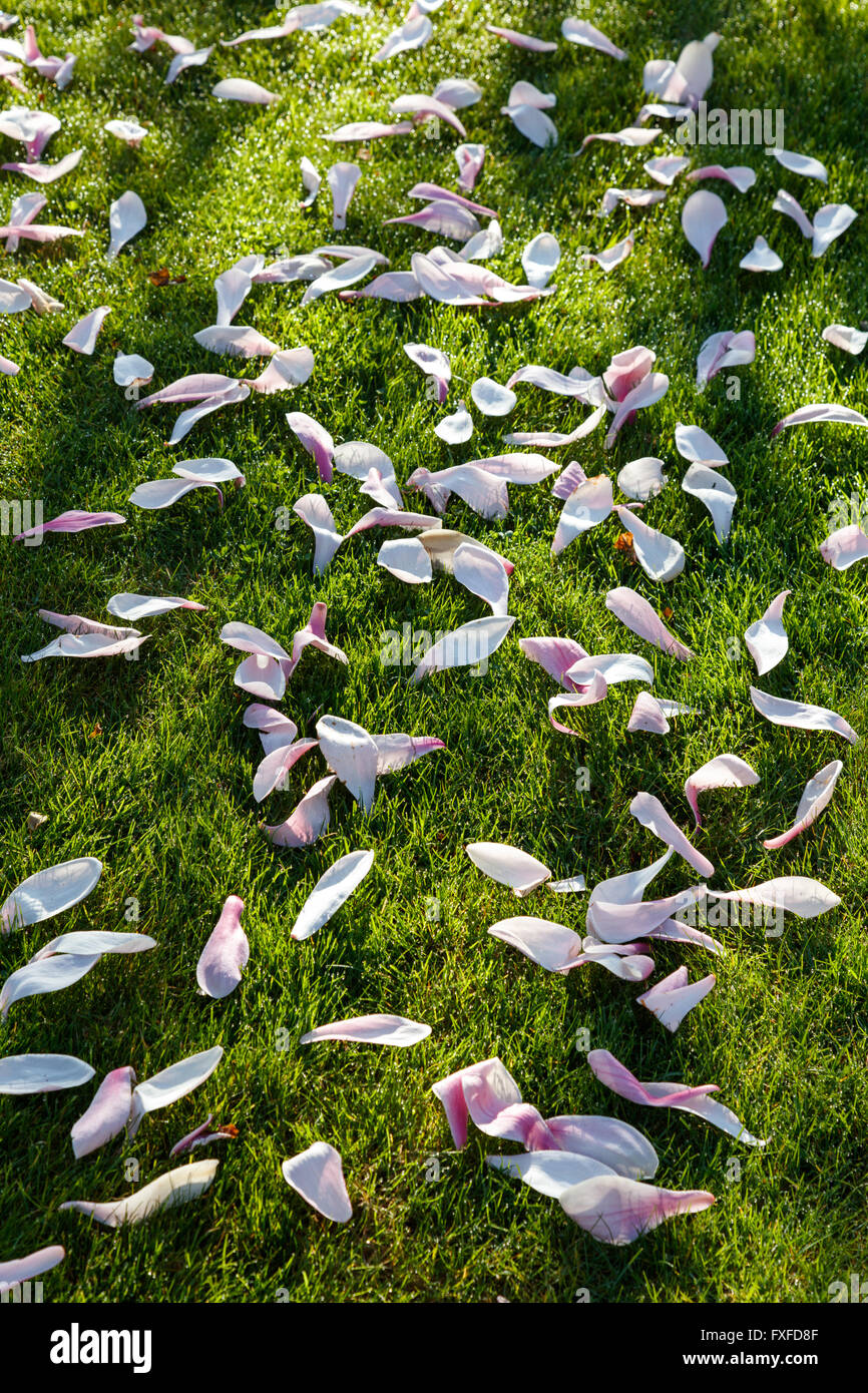 Magnolia petals hi-res stock photography and images - Alamy
