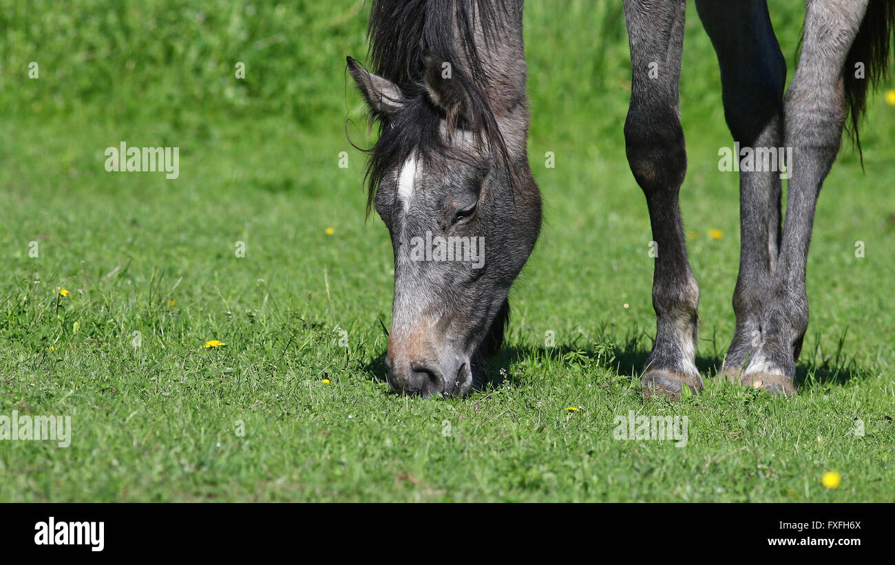 Gray horse grazing in green field with yellow dandelion flowers, nature background Stock Photo