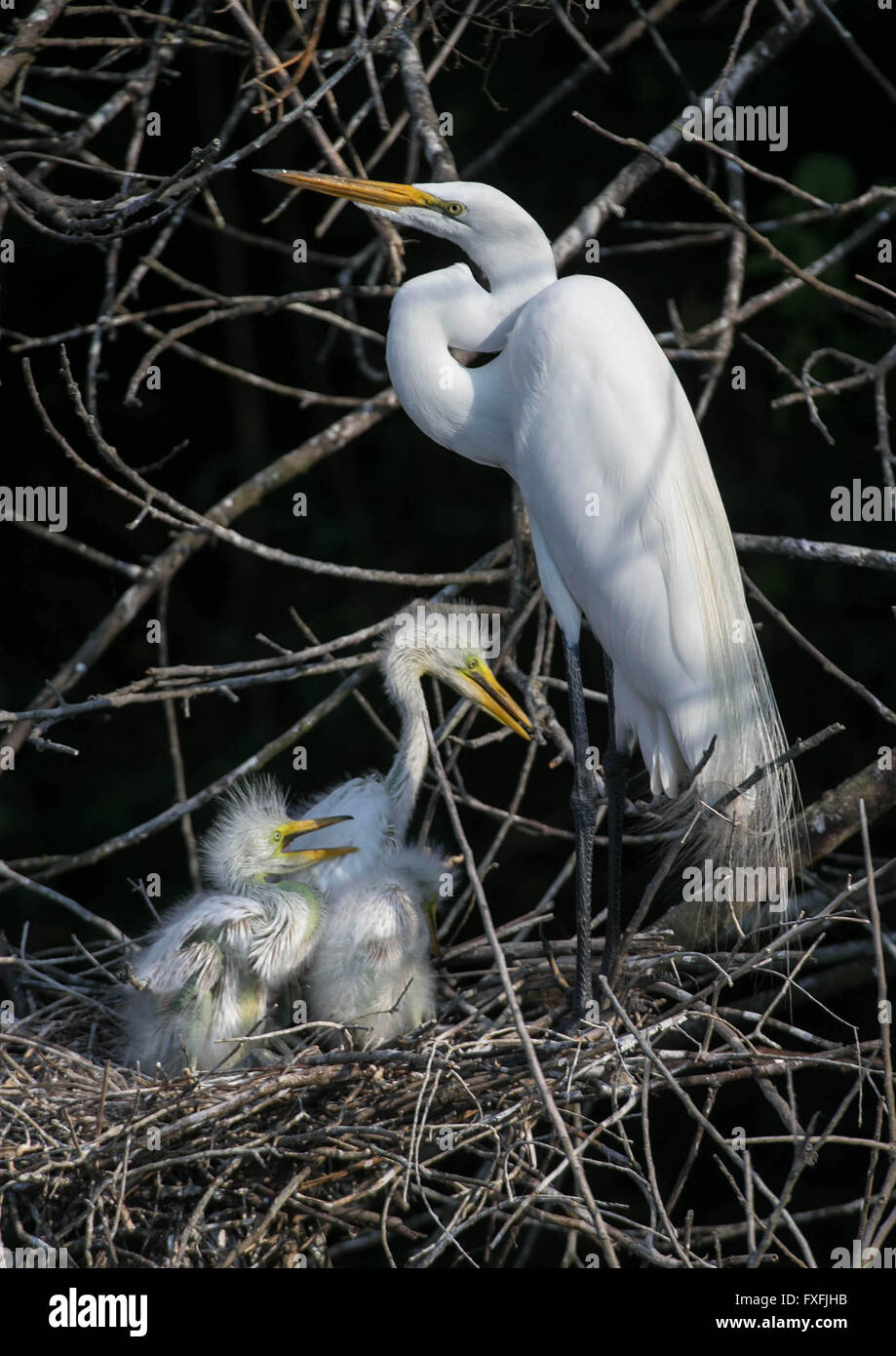 Pahokee, Florida, USA. 14th Apr, 2016. A nest of egrets in Pahokee, Florida on April 14, 2016