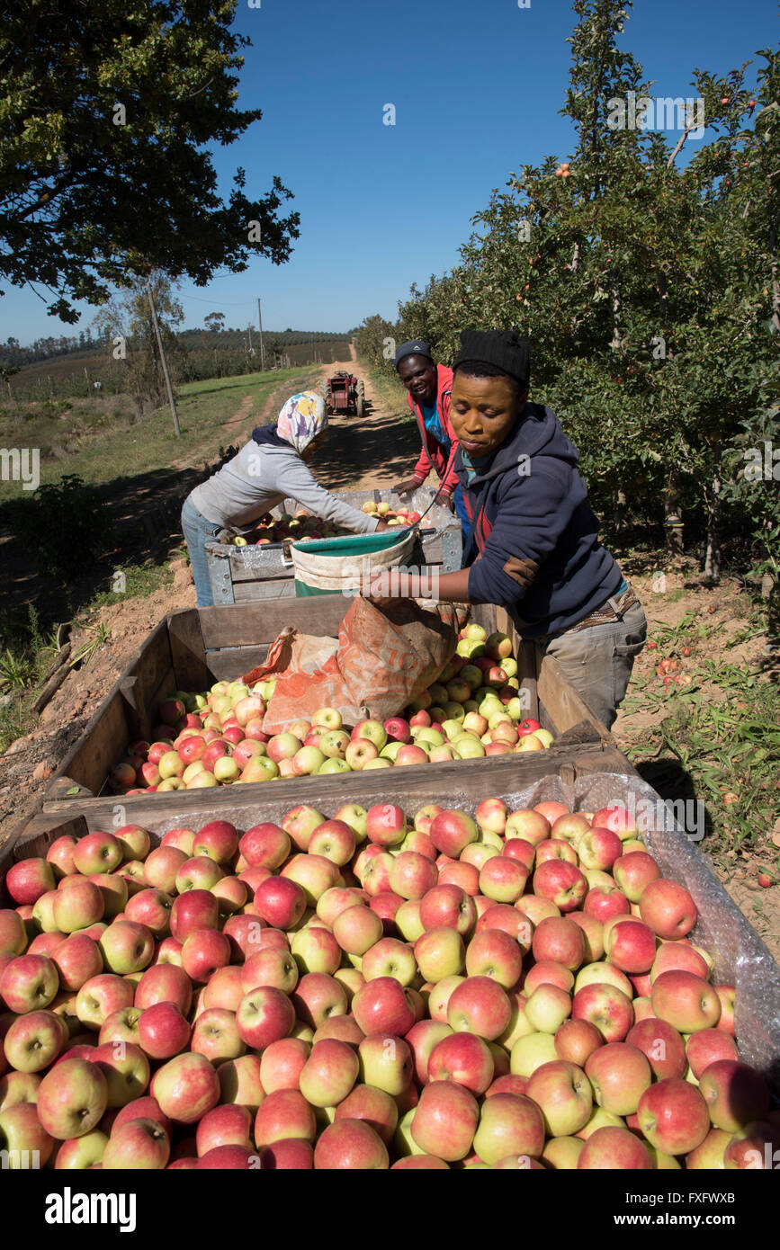 Harvesting Pink Lady apples for the European market in the Elgin Valley