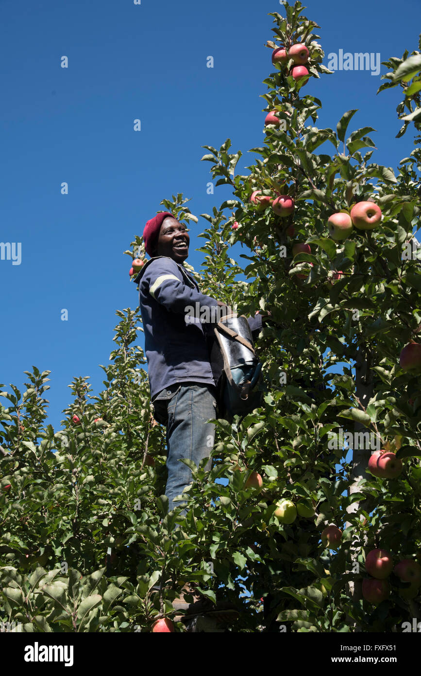 Harvesting Pink Lady apples for the European market in the Elgin Valley