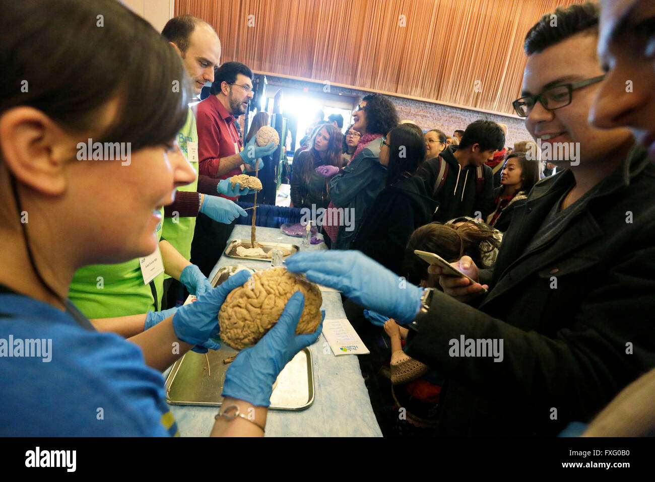 Vancouver. 16th Apr, 2016. A resident feels the texture of a human brain specimen at the Brain Health Fair held at Vancouver Convention Centre in Vancouver, Canada, April, 15, 2016. The Brain Health Fair showcases different exhibits and interactive events by neurologists and brain health experts for the general public to learn more about the knowledge of brain organ and the brain's related health issues. © Liang sen/Xinhua/Alamy Live News Stock Photo