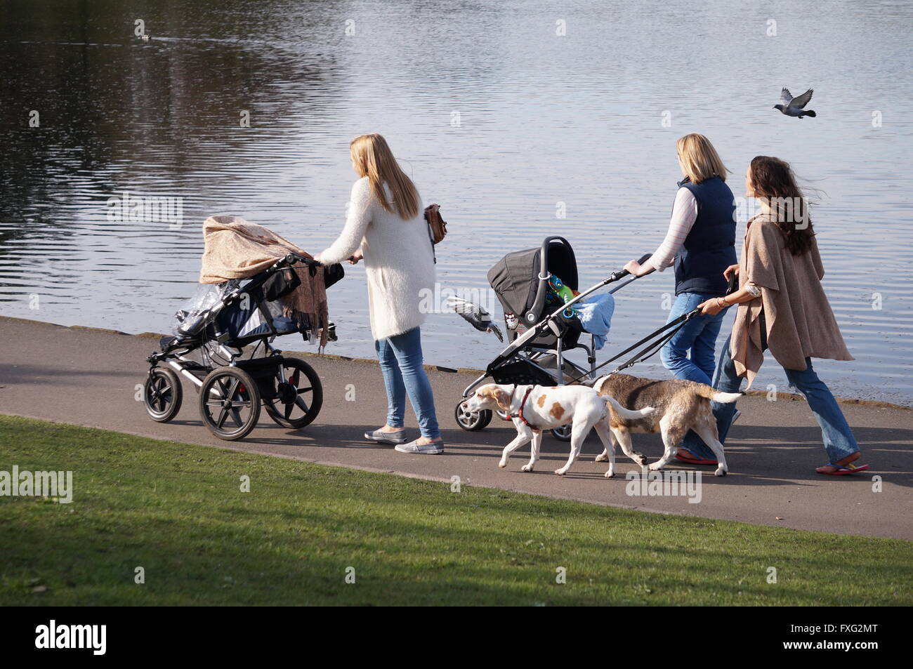 dog walking pram