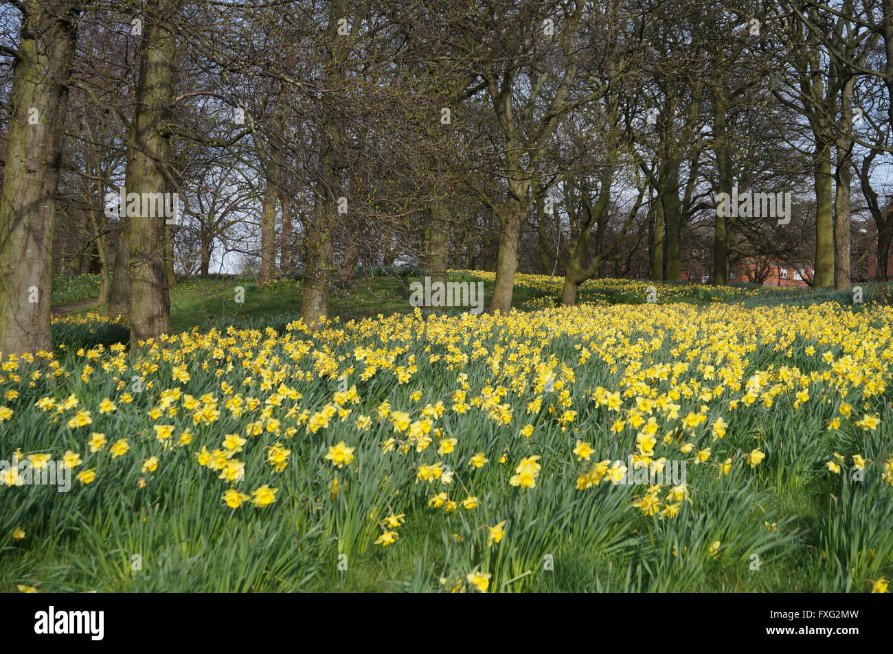 Daffodils in bloom at Sefton Park,Liverpool Stock Photo Alamy