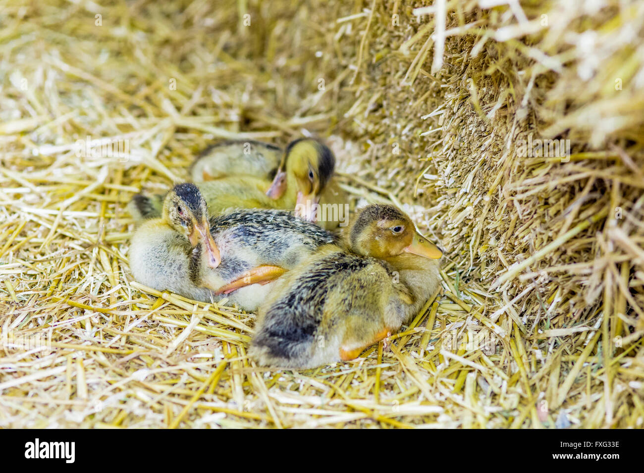 Ducklings on straw hi-res stock photography and images - Alamy