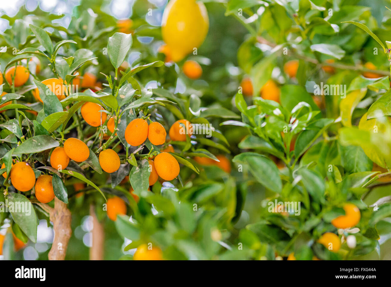 Kumquat tree with fruits Stock Photo Alamy