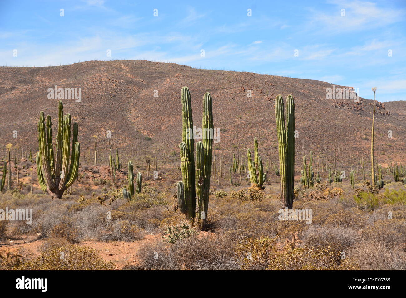 Cacti california hires stock photography and images Alamy