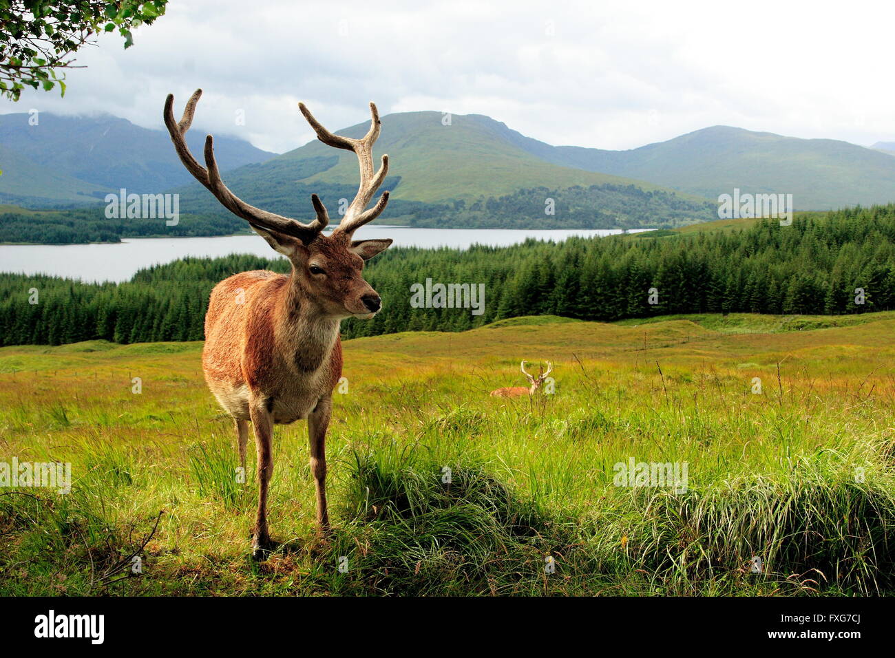Two Scottish red deer Stock Photo