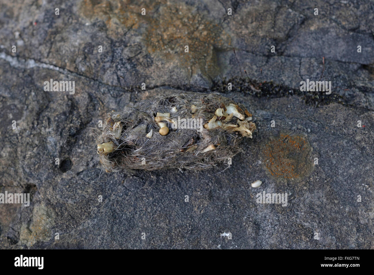 Pellet, indigestible food residues of a Northern Eagle Owl / Europaeischer Uhu ( Bubo bubo ) wildlife, Germany. Stock Photo