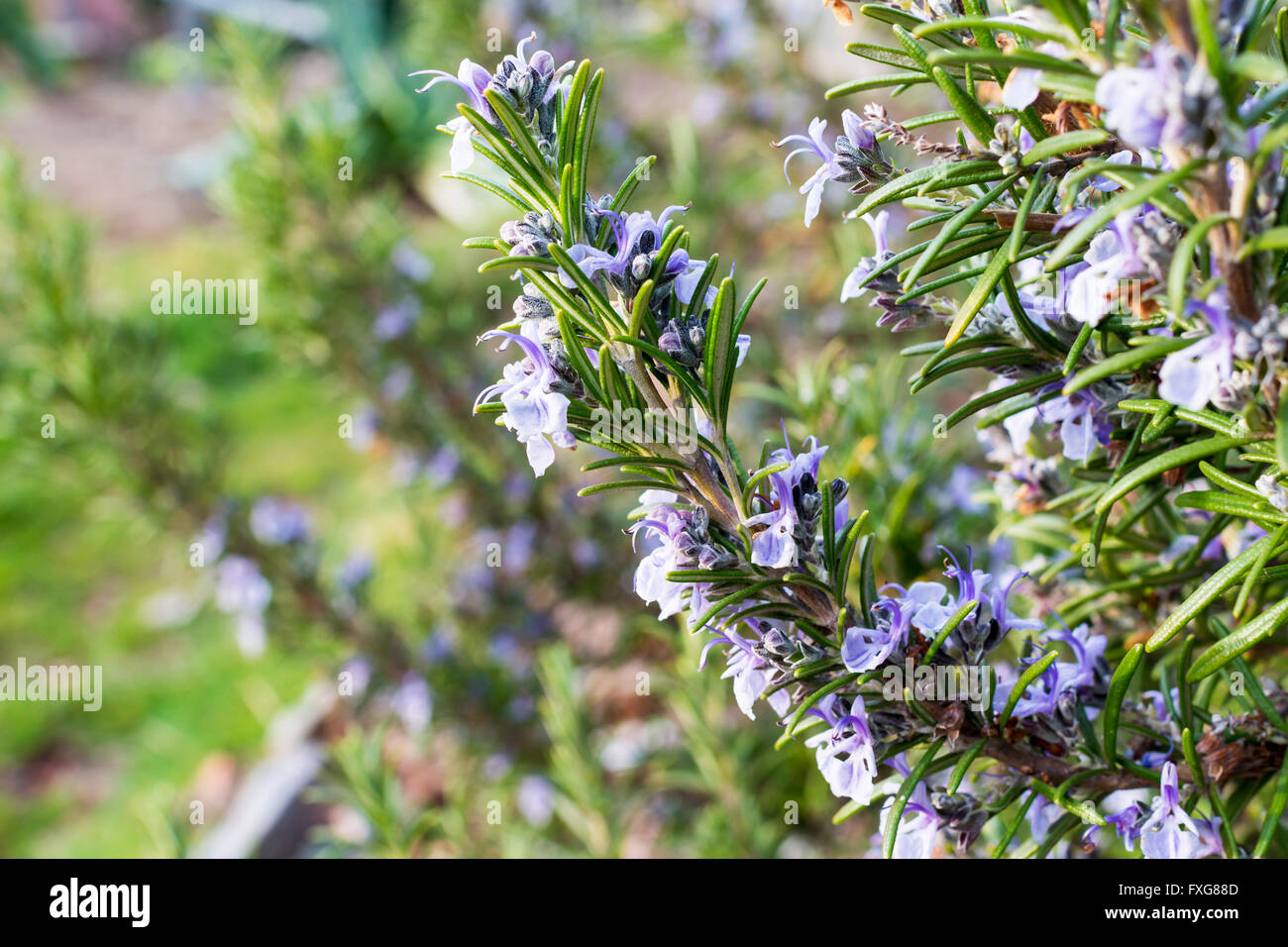 Rosemary flower hires stock photography and images Alamy