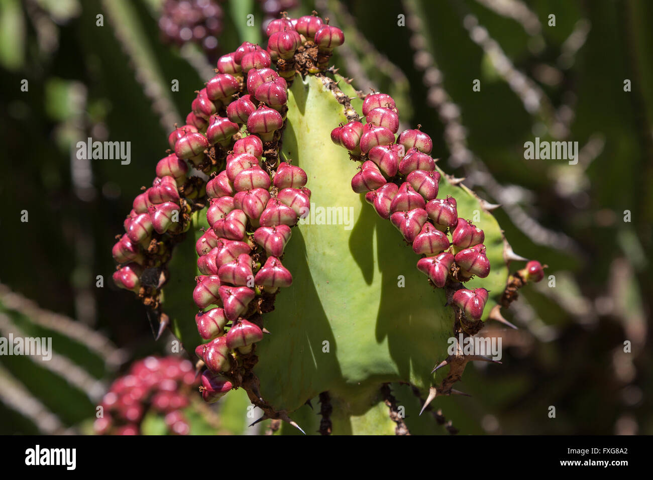 Candelabra tree (Euphorbia cooperi) with small red fruits, Fuerteventura, Canary Islands, Spain Stock Photo