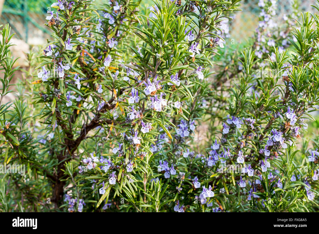 Rosemary flower hires stock photography and images Alamy