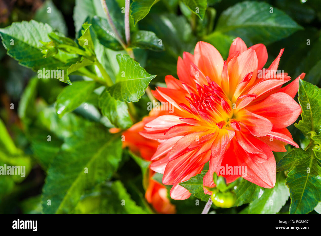 Dahlia (Dahlia sp.) flower named Voits Ideal, Heidenau, Saxony, Germany Stock Photo