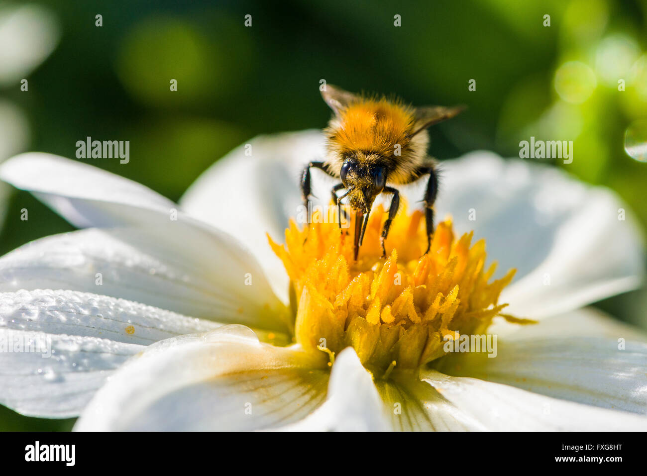 A Common carder bee (Bombus pascuorum) is collecting nectar from a Dahlia (Asteraceae) blossom, Saxony, Germany Stock Photo