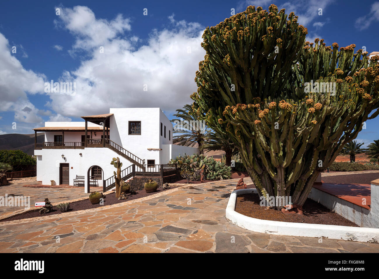 Candelabra tree (Euphorbia candelabrum) in the museum, Museo del Queso