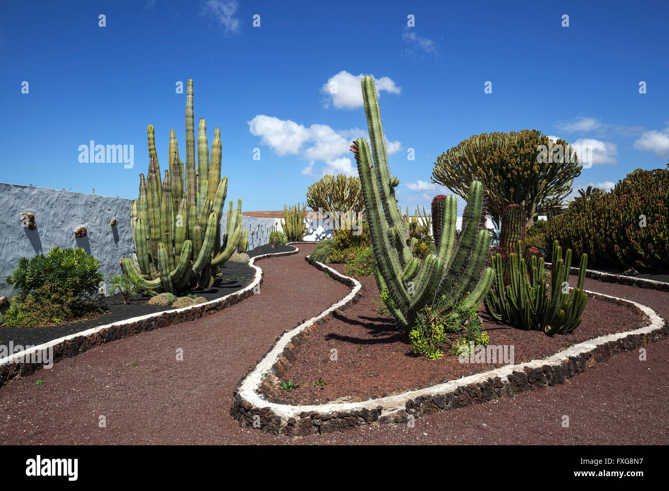 Cacti (Cactaceae) and candelabra trees (Euphorbia candelabrum), cactus garden of the Museo del Queso, Antigua, Fuerteventura Stock Photo