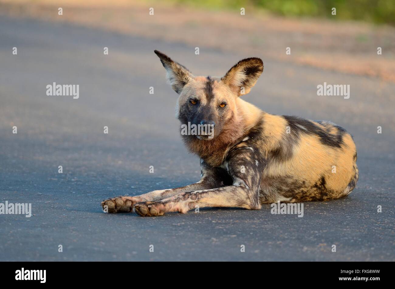 African Wild Dog, African Hunting Dog or African Painted Dog (Lycaon pictus), lying on a road, alert, Kruger National Park Stock Photo