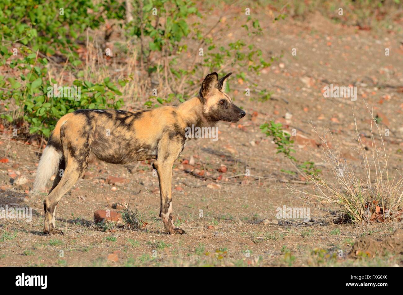 African Wild Dog, African Hunting Dog or African Painted Dog (Lycaon pictus), alert, early in the morning, Kruger National Park Stock Photo