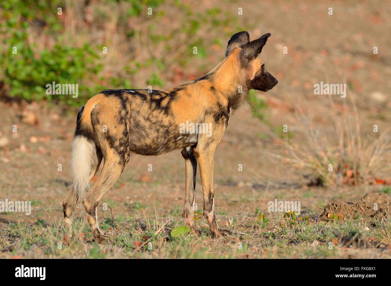 African Wild Dog, African Hunting Dog or African Painted Dog (Lycaon pictus), alert, Kruger National Park, South Africa Stock Photo
