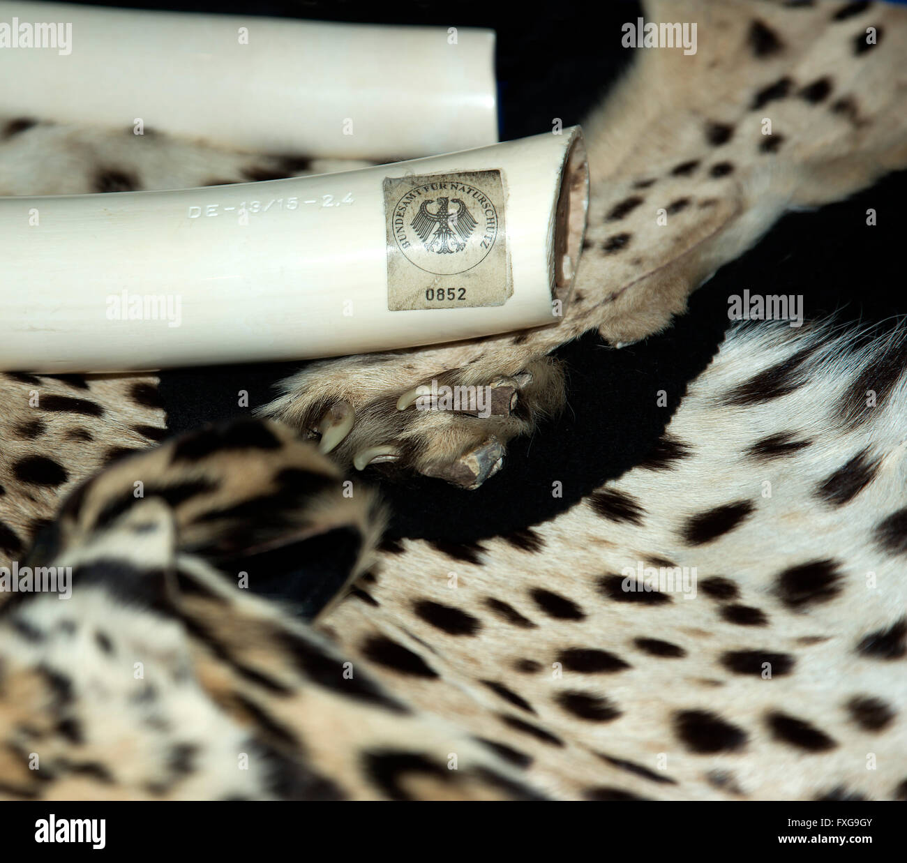 Ivory confiscated by Customs with seal of the Federal Agency for Nature Conservation, and leopard skin Stock Photo