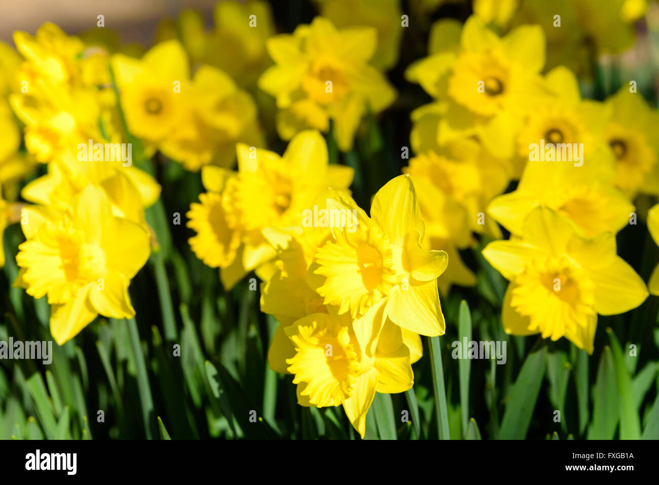 Narcissus pseudonarcissus commonly known as wild daffodil or Lent lily. Here the variety Golden Harvest. Stock Photo