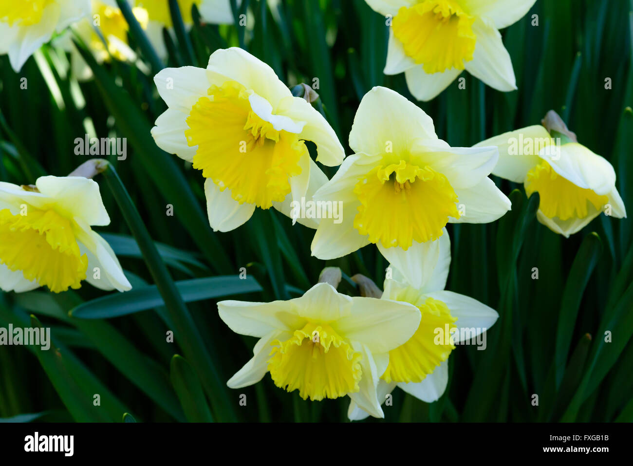 Narcissus incomparabilis is a type of daffodil. Here the variety Ice Follies. Stock Photo