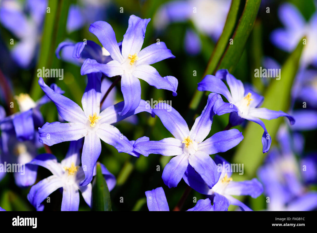 Scilla forbesii a blue perennial herb in close up. Stock Photo