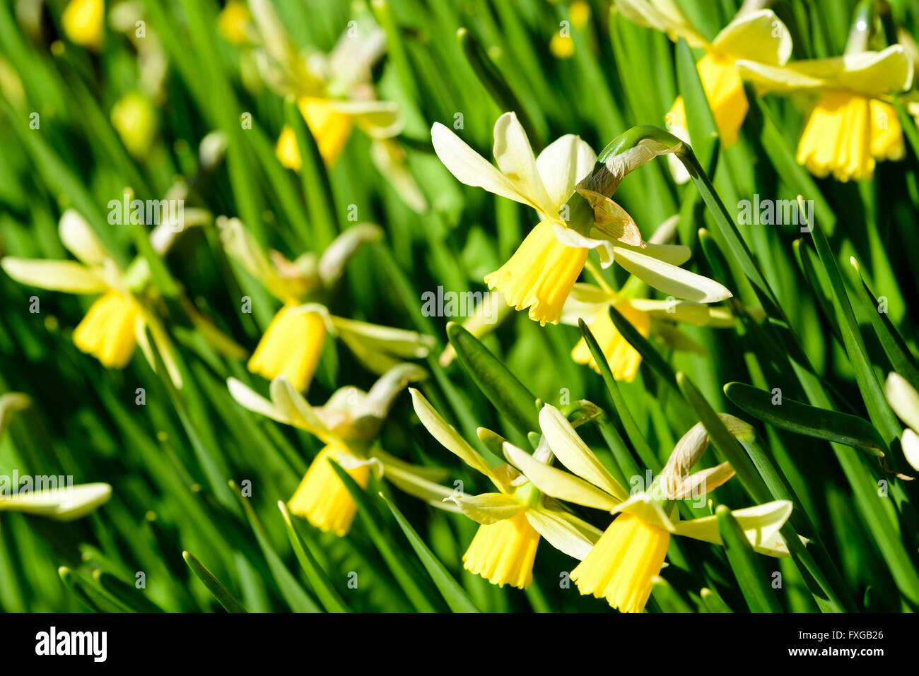 Narcissus cyclamineus or cyclamen-flowered daffodil. Here the variety Jack Snipe. Stock Photo