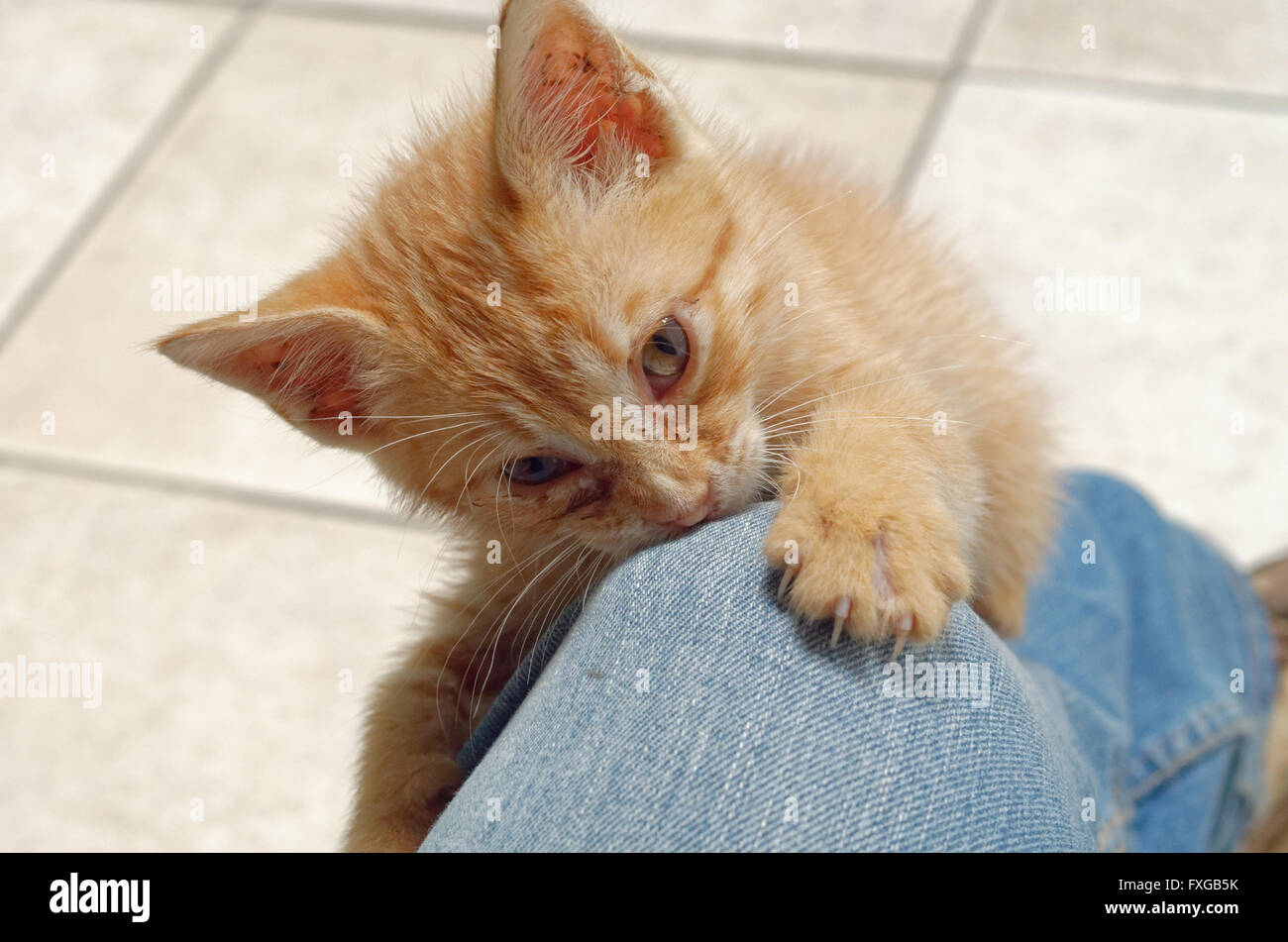 abandoned baby cat saved Stock Photo