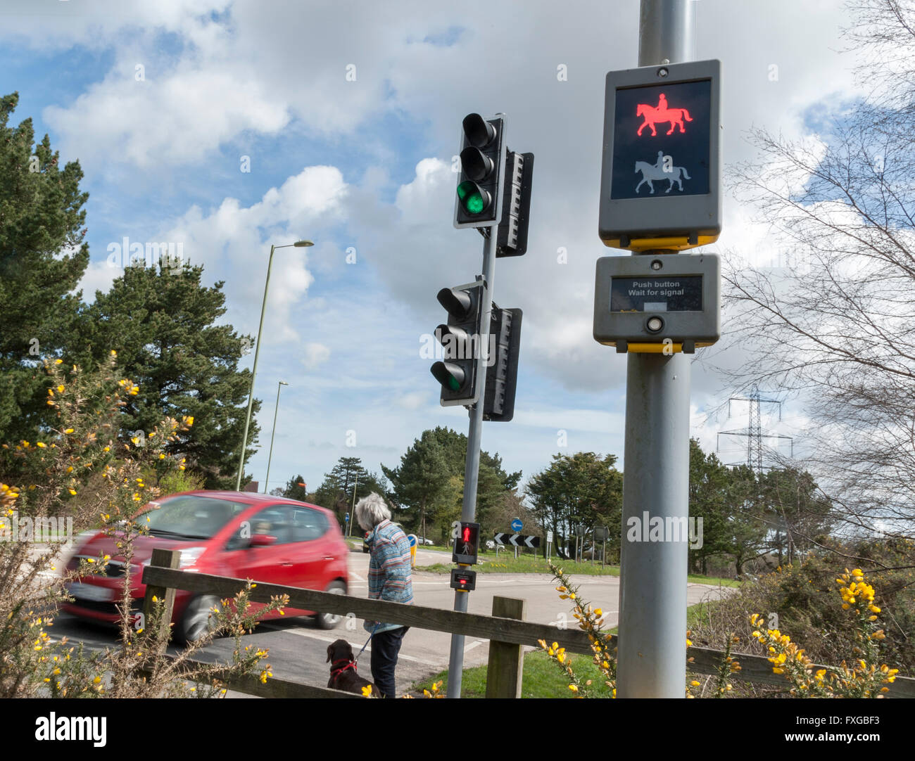 Pelican crossing showing horse and rider signal Stock Photo