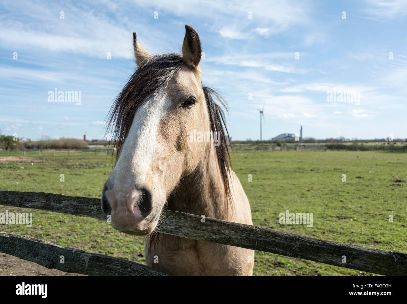 Horses in a field in London's Green Belt near Crossness, London, SE2, UK Stock Photo