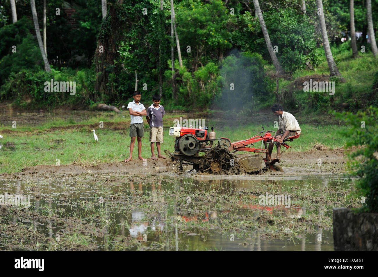 SRI LANKA, Trincomalee, farmer plows paddy field with motor plow / Bauer pfluegt ein Reisfeld mit Motorpflug Stock Photo