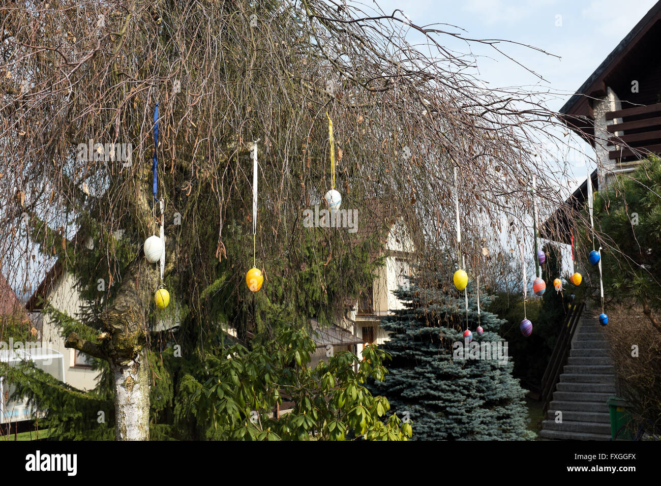 Decorated Easter eggs hang on the tree during Easter holidays Stock Photo