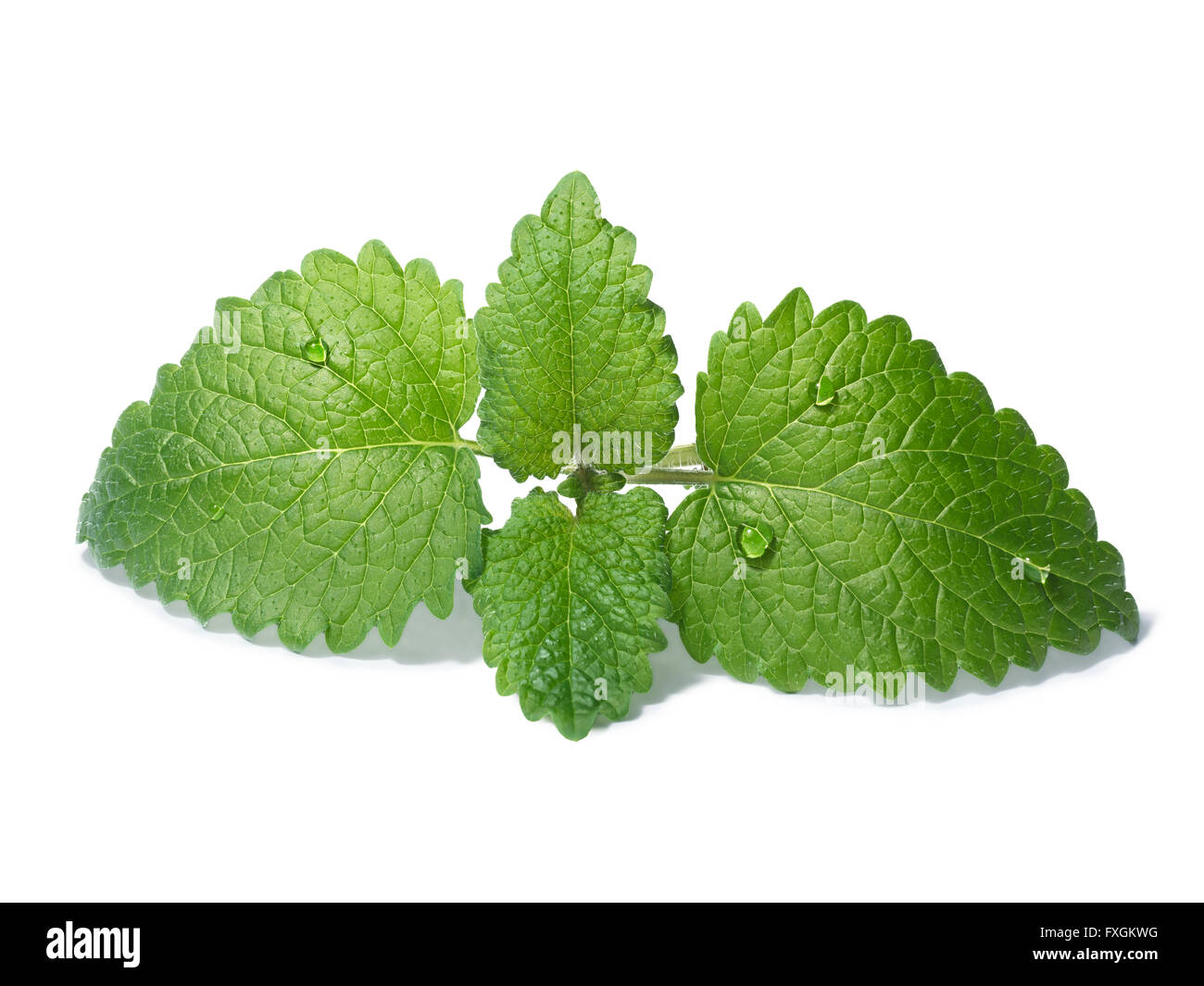 Lemon balm (Melissa officinalis) leaves with few droplets. Clipping paths for both leaves and shadow, large depth of field Stock Photo