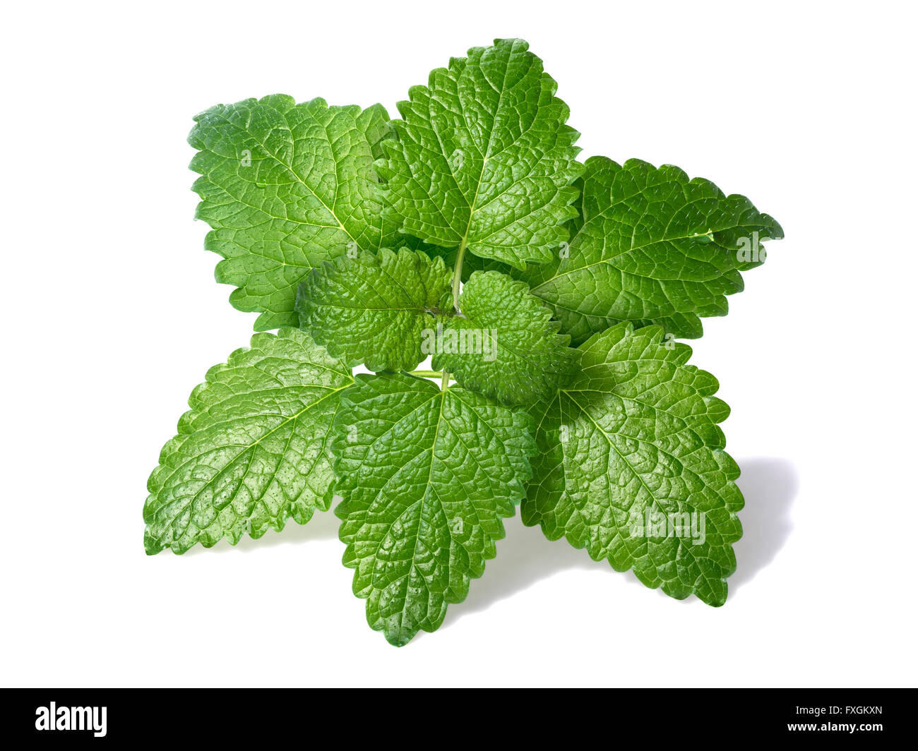 Lemon balm (Melissa officinalis) leaves with few droplets. Clipping paths for both leaves and shadow, large depth of field Stock Photo